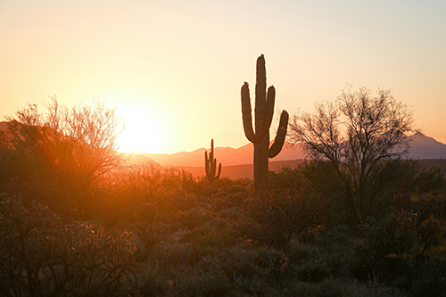 Sonoran Desert | Phoenix, Arizona | Locations | Justin Bahr Marketing and Photography